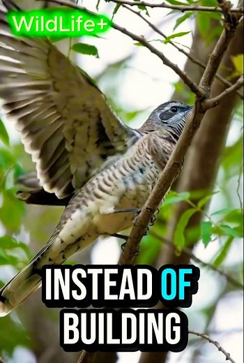 The Cuckoo’s Secret Trick 🐦 | Nature’s Smartest Deception
