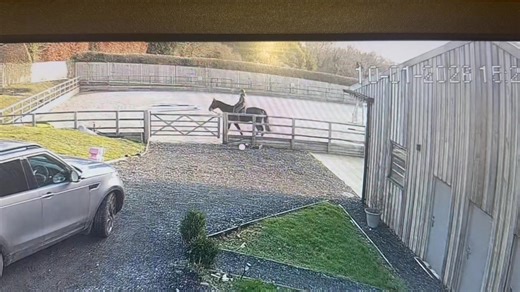 Success breeds complacency. Complacency breeds failure…… Aka never wander around the school on a loose rein whilst sat on a sharp horse in -1 C 🫣🫣😂😂 Although who remembers the Mabel days when this would have resulted in a two minute full on rodeo display?! | South Coast Equine Vets/Natalie McGoldrick Equine