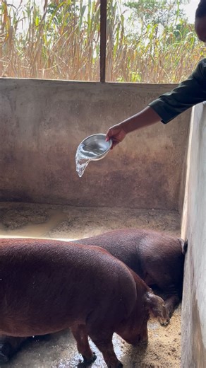 🐖 Some Reasons You’re Likely to Fail in Pig Farming (If Not Careful) Pig farming can be highly profitable but only when conducted correctly. Many farmers fail not because pig farming is unprofitable, but due to avoidable mistakes. Below are some common reasons pig farmers struggle, and what to be mindful of: 1️⃣ Starting Without Proper Knowledge Entering pig farming without understanding the basics feeding, housing, breeding, and disease management often results in significant losses. 2️⃣ Poor 