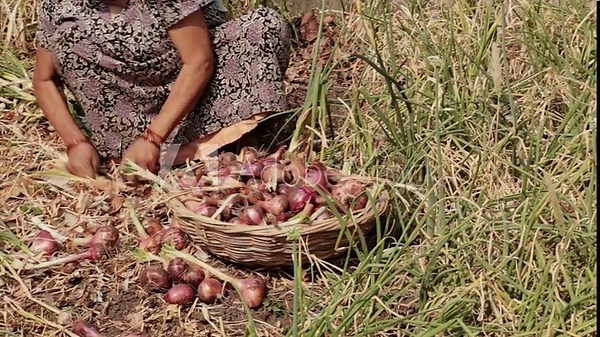 A middle aged Indian woman harvests onions by hand in a rural agricultural field, collecting them in a woven basket. The scene reflects traditional farming, manual labor, and everyday village life in