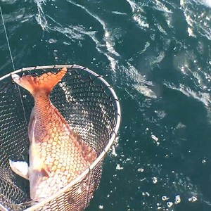 Watch Mark land a good sized snapper, what weight do you think it is? | Ocean Angler