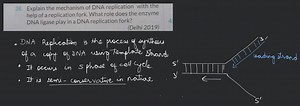 Explain the mechanism of DNA replication with the help of a rep... | Filo