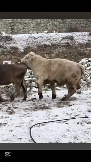 Real Nature: Cow Mating Process##farmlife #farming #farmanimals #cow #cattle