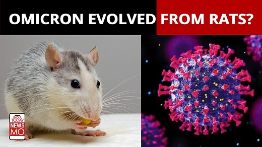 Covid-19: Did Omicron variant evolve from rats?