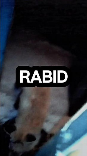 You won’t believe what happens when this fox goes rabid 😳🦊 #RabidFox #WildLifeAlert #Rabies #Wild