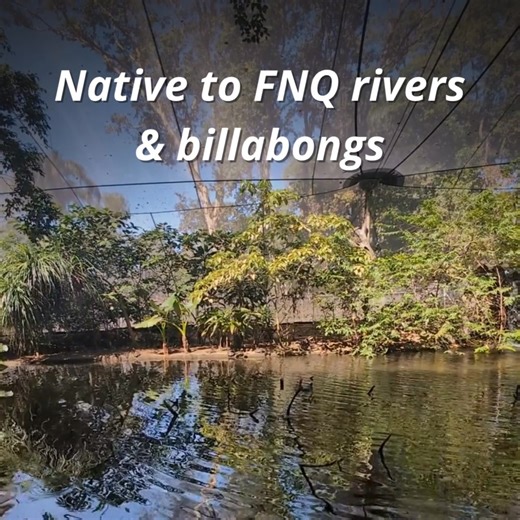 Wildlife Habitat Port Douglas on Reels