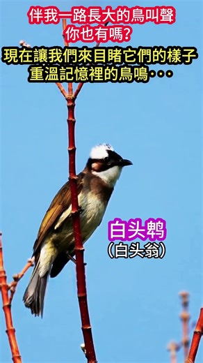 伴我一路長大的鳥叫聲，你也有嗎？ 讓我們來看看它們的樣子，重溫記憶裡的鳥鳴·······快乐人生#心靈暖流 #传递正能量