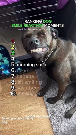 Ranking the Cutest Smiling Dogs 😍🐶 (Wait for #1!)