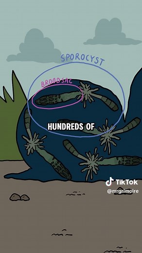 The Horrifying Truth About Zombie Snail Parasites