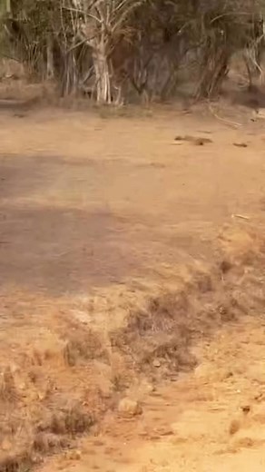 32K views · 455 reactions | Leopard vs Deer vs Crocs  歷  Plot twist: the deer won.. CRAZY!!!! #srilanka #yalasafari #leopard #deer #croc | Animal Time | Facebook