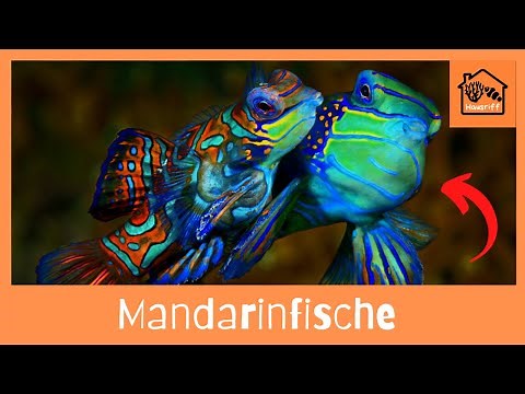 How do I keep mandarin fish in a saltwater aquarium?