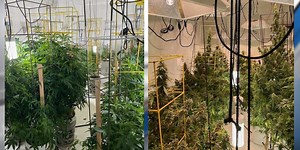 8 arrested in connection with large marijuana grow houses in Wood County