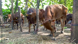 Brown cows being tied up with ropes ready to be sold at the cattle shop during the day in 4K resolution.