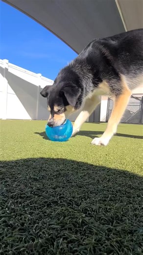 🧠🐾 Our pups are having an absolute blast with the new Snoop Ball! 🎾 The ultimate brain teaser that keeps those tails wagging and minds working! 💡✨ . . . #PetSuitesRoundRock💜💚 #PetSuites #NVA #RoundRockTexas #RoundRock #AustinTexas #AustinTX #Austin #DogsOfAustin #DogsOfRoundRock #DogsOfInstagram #ATXDogs #InstaDog #Dogstagram #DoggyDaycare #DogBoarding #DogEvents #GroupPlay #DogsatPlay #EnrichmentSessions #EnrichmentDays #Enrichment #PupFun #EnrichmentPlay #DogToys #HappyDogs | PetSuites R