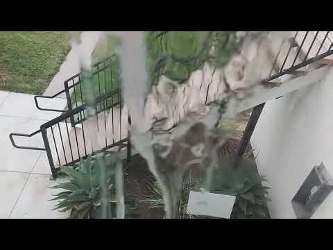 Squirrels chasing each other in a tree!