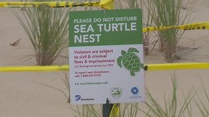 Loggerhead Sea Turtle eggs laid on North End