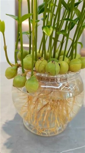 😲 So Unique! These Spices and Herbs Grow Beautifully Using Hydroponics! #hydroponics #gardening