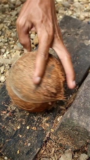 Scooping cute coconut from the Shell