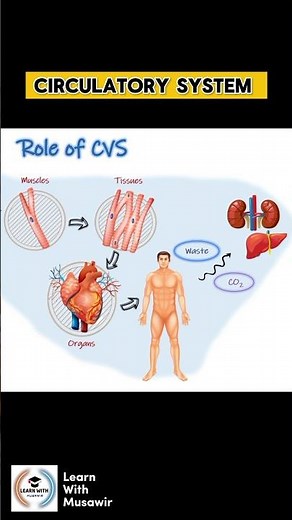 Role Of Cardiovascular system / Circulatory System ( Hindi - Urdu )