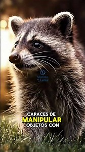 “El Bebé Mapache Más Tierno del Bosque: Curiosidad en Acción” #BebéMapache #AnimalesSalvajes