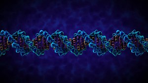 The Structure of DNA