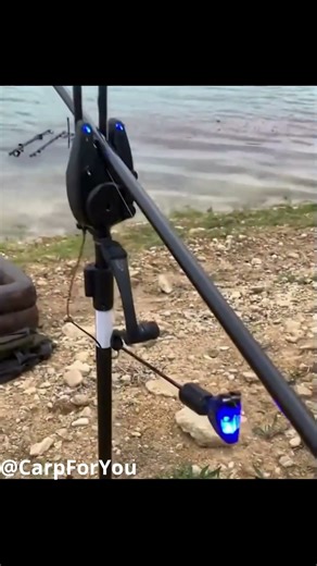 Carp Run 30 #fishing #fishingshorts #carpfishing