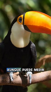 5 cosas que no sabías del tucán: el ave del pico gigante y el corazón tropical 🌈🪶🦜 El tucán es una de las aves más reconocibles y queridas de América Latina. Su colorido pico y su carácter curioso lo convierten en un ícono del trópico. Habita en las selvas húmedas desde México hasta Argentina, y pertenece a la familia Ramphastidae. Aunque su pico parece enorme y pesado, en realidad es ligero y hueco, formado por una estructura de queratina reforzada con diminutas cavidades que lo hacen resist