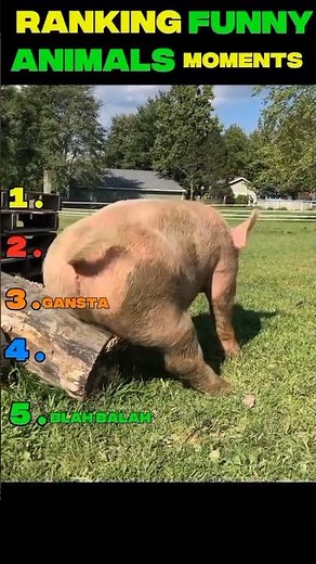 Ranking Funny Animals Moments #ranking #ytshorts #funny