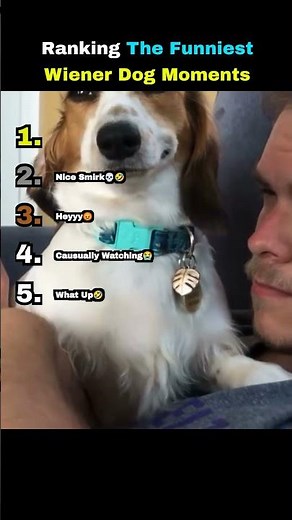 Ranking The Funniest Wiener Dog Moments 🐶🤣 #fyp #ranking #top5 #funny #weinerdog #weiner #dog
