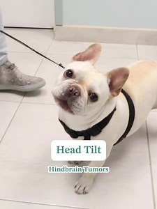 7.1K views · 26 reactions | Brain tumor symptoms depend on where the...