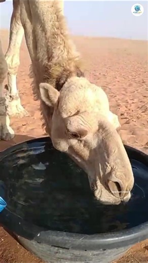 ऊँट सिर्फ पानी नहीं बचाता… वो रेगिस्तान का असली सर्वाइवर है #shorts
