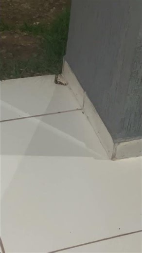 Two Scorpions Cling to Each Other While Crawling on Tiled Wall