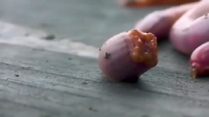 15K views · 129 reactions | This is a Maine blood worm. It’s teeth are made of copper. . . . #DidYouKnow #viralpost #viralpage #facebook #facts #dailyfacts #factsdaily #trending #trendingpost #facebooktrending #ancientknowledge #ancienthistory #FacebookPage #factsoflife #viral #factsyoudidntknow #FactsMatter #factsonly . . Please Follow Strange Happenings | Strange Happenings | Facebook