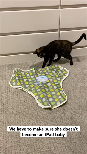 Shinx is learning how her new iPad works 😹 #cat #kitten