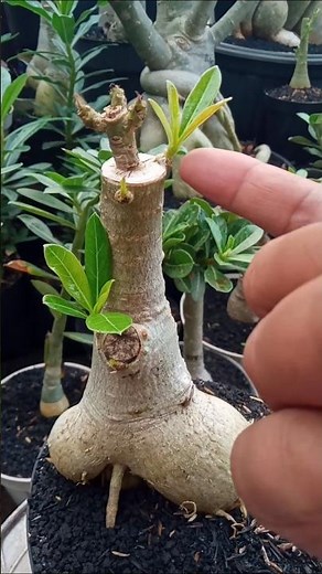 Factors That Make Adenium Grafting Grow Slowly