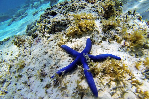 ▷ Estrella De Mar » Características, Alimentación, Hábitat, Reproducción, Depredadores