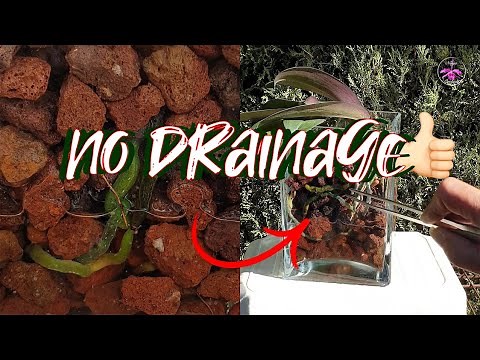 Grow Orchids in Containers Without Drainage Holes Successfully | Orchid Care Tips #ninjaorchids