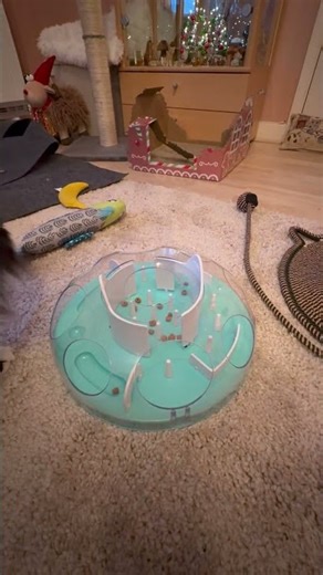 Using the brain cell! #clevercat #tuxedocat