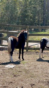 17K views · 524 reactions | Precious ponies and their little whinnies. ❤️ The tan and white pony first off the trailer is Scooby Doo. He has been chosen for the Youth Challenge by one of our young volunteers. The other two yearlings are still available. Take a look in comments first more information. #horsemanshiptraining #horserescue #shetlandpony #foryouシ #foryourpage | Mississippi Horses | Facebook