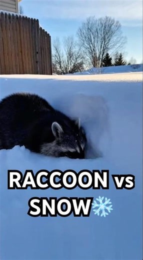 Expectation vs. Reality: Winter Edition. 🥶 #shorts