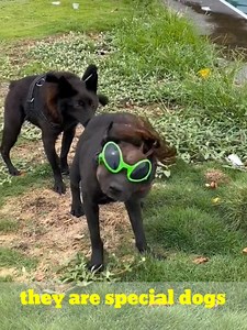 They are friendly and smart hybrid dogs #dog #animallover #science | DarkLab