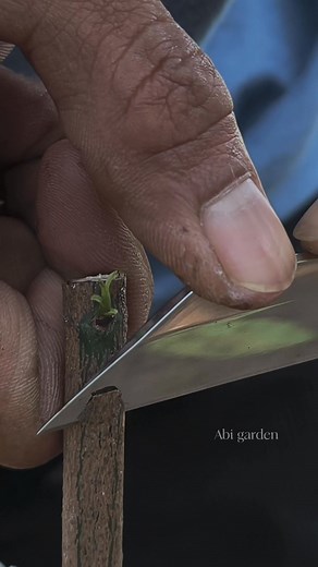 Mango Bud grafting #mangografting #budgrafting #budding #graftingtechniques #gardeningtips | Abi Garden