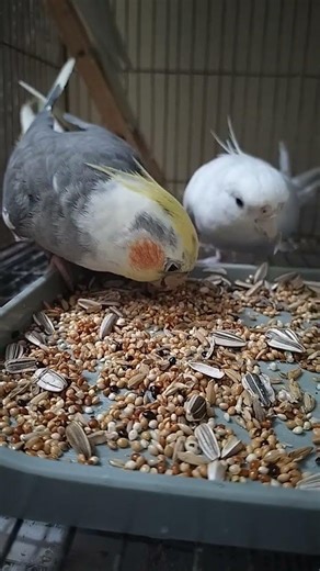 cockatiels eating seedmix