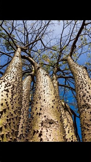 Tree that can kill u #shorts #facts #tree