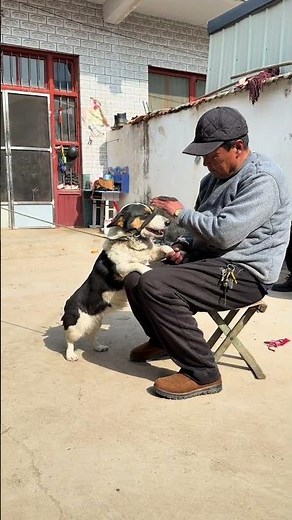 11 Yuan a Jin: The Shocking Truth Behind This Dog Meat Sign
