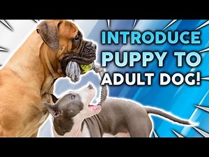 How To Introduce a NEW PUPPY To An Adult Dog!?