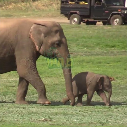 Cute Baby Elephant Follows Mom | Elephant | Baby elephant 🐘✨