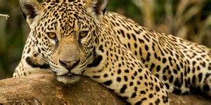 Can You Pass A True-Or-False Mammal Quiz?