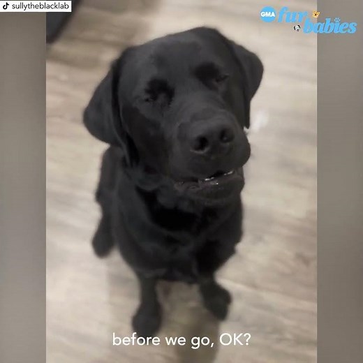 Black Labrador has cutest reaction when told he's going to see grandparents
