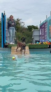 7K views · 523 reactions | Boxers can’t swim…. Someone tell Ernie! | Canine Dip and Dive Maldon | Facebook